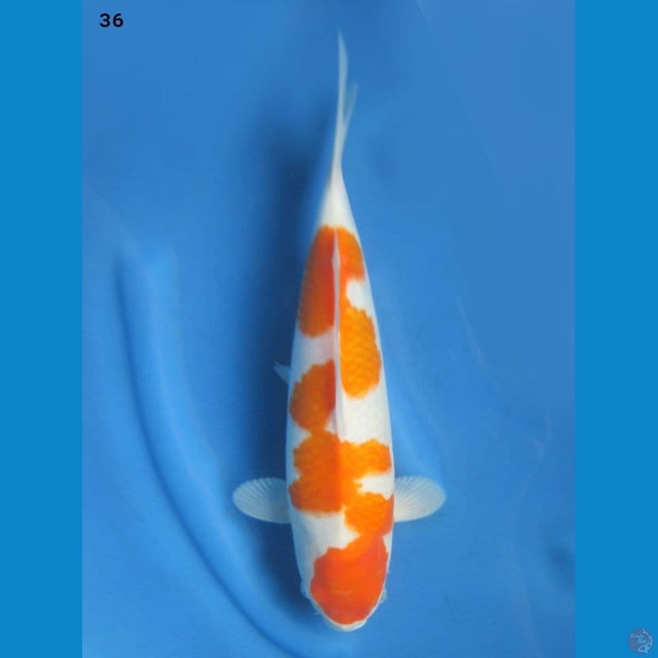 36cm male - Inazuma Kohaku