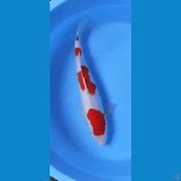 Kohaku 48cm jantan