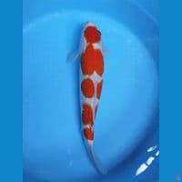 kohaku 43cm