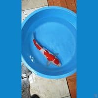 maruten kohaku doitsu  murni 47 cm