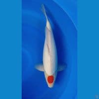 Tanco kohaku 43cm
