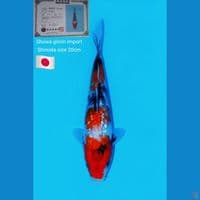 Showa ginrin Shinoda 20cm