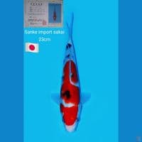 sanke import sakai 23cm 