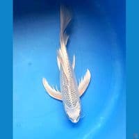 MUKASHI GINRIN 31CM