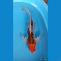 GOSHIKI KUMPAY 47CM