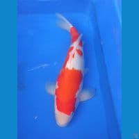 KOHAKU 40 CM MALE