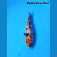 Showa Kanoko 15cm 