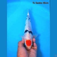 Tancho 27cm Male