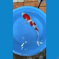 Kohaku 55cm 