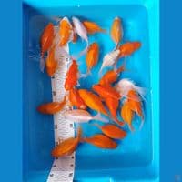 paket tamasaba cocok buat indukan 11 16cm 24 ekor