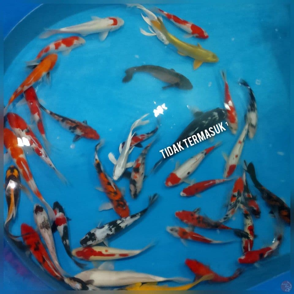 mix 25 40 cm 38 ekor