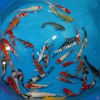 mix 25 40 cm  38 ekor
