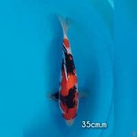 showa 36cm