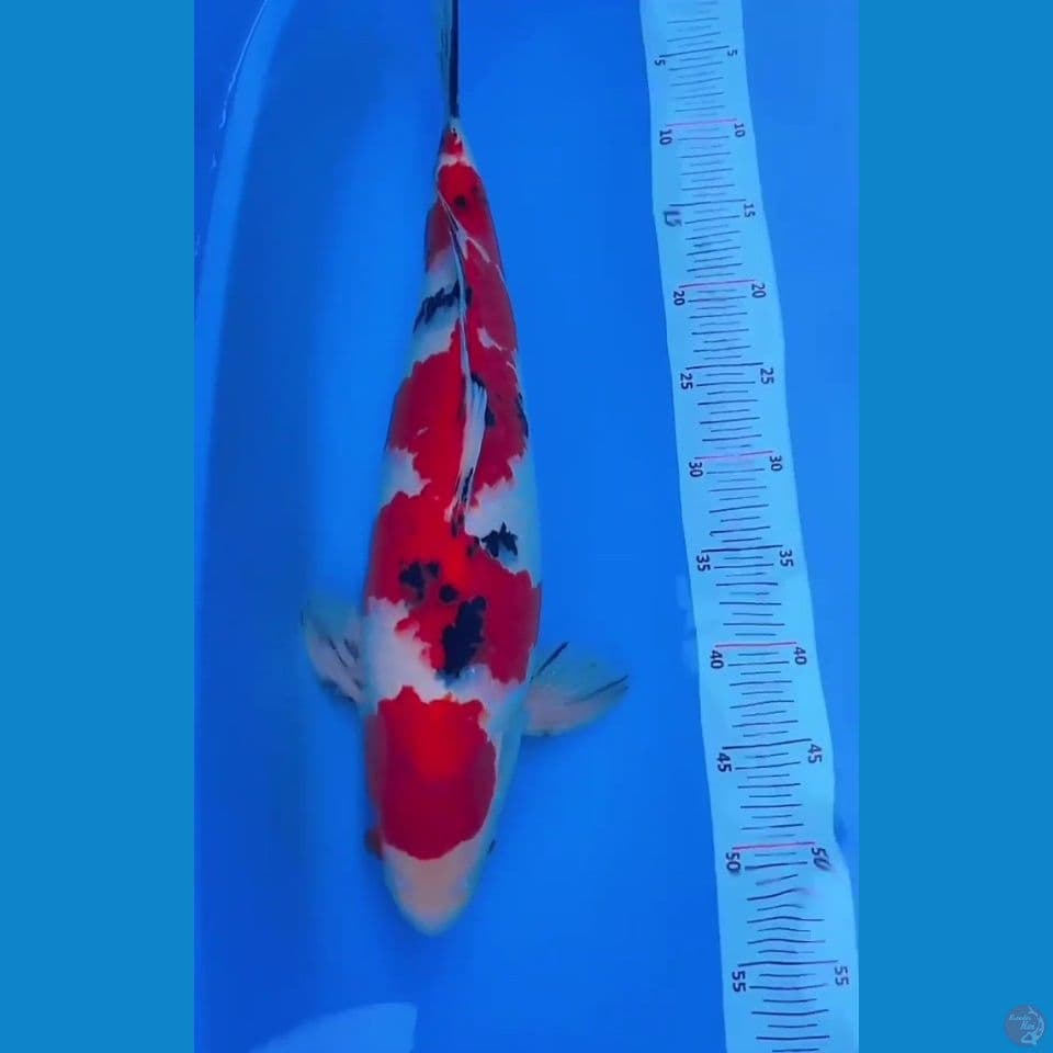 sanke 48cm