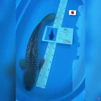 soragoi gindrin import 57cm