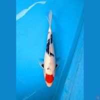 Tancho Showa 28cm Male
