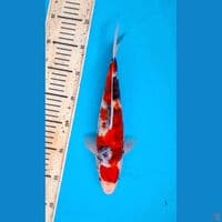 Line isa showa 30cm Male