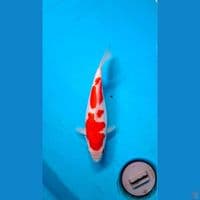 SB Kohaku 22cm