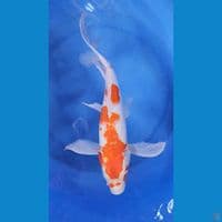 kohaku kumpay 37cm