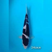 bodo goromo 34cm
