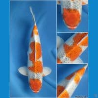 52cm - jumbo goshiki 