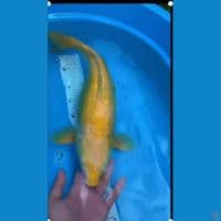 U KARASI LEMON 50BU