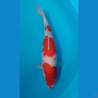 kohaku calon : 41cm