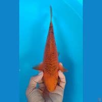 karanel : 25cm