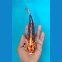 gingga : 22cm