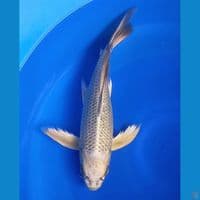 KUMPAY MUKASHI GOLD GINRIN 39CM