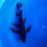 KUMPAY KARASHU 35CM MALE