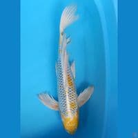 KUMPAY YELLOW KUJAKU 48CM