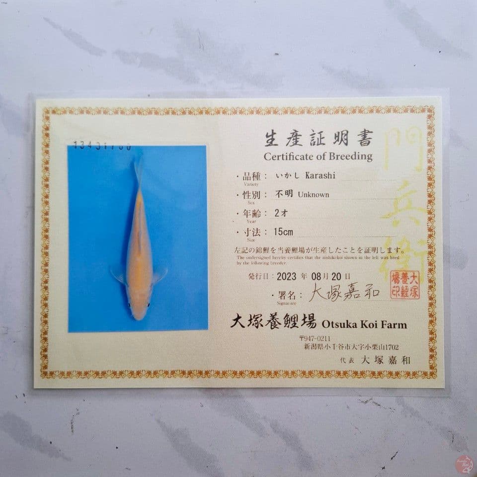 OTSUKA KARASHI 35CM IMPORT SERTIFIKAT