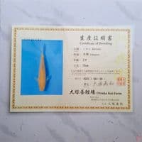OTSUKA KARASHI 35CM IMPORT SERTIFIKAT