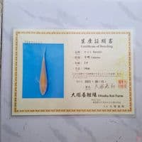 OTSUKA KARASHI 35CM IMPORT SERTIFIKAT