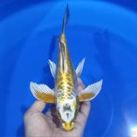 KUMPAY ARAGOKE 24CM MALE