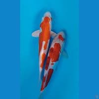 doitshu 28cm