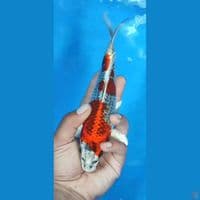 KUJAKU SUPER RED 23CM
