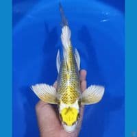 KUMPAY MARUTEN KOGANE 29CM
