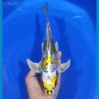 KUMPAY KIN KIKOKURYU 29CM