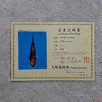 OTSUKA KIN SHOWA 27CM SERTI