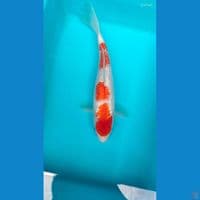 kohaku ginrin 27 cm fm