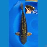 aragoke 50 cm male