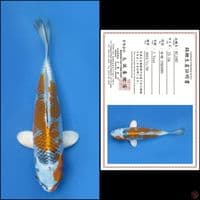 25cm - kujaku import
