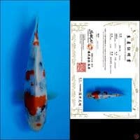 19cm - showa import 