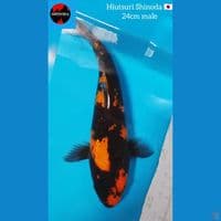 hiutsuri Shinoda ???????? 24cm + bonus