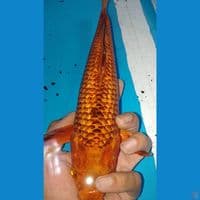 karamel jagung bakar 32cm