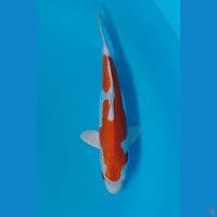 kikushui 28cm