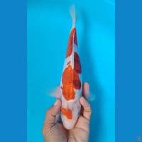 ai goromo doitsu 28cm