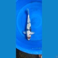 showa 45cm